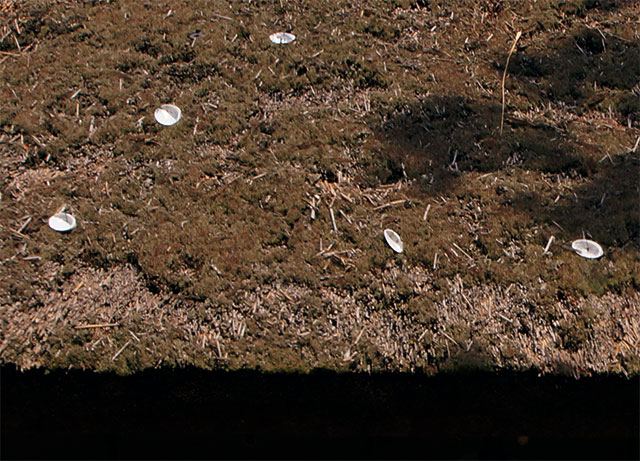 茅葺屋根の上に置かれた鮑の貝殻