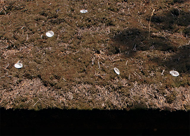 Abalone shells on thatched roofs